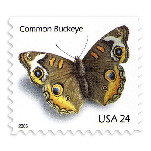 E2F68AFD-1CE4-930D-A898-AB8D32D7BC16 2006 Common Buckeye Butterfly First Class Postage Stamps (Value Stamp Not Forever)